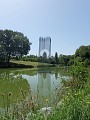 Typha Latifolia