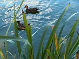 ETANG CHATEAUGIRON
