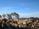 Panorama sur la forêt