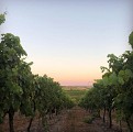Domaine Conte & Filles