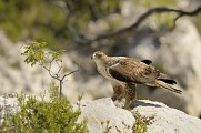 Aigle de Bonelli