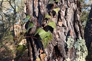 Lierre sur arbre
