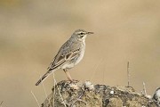 Pipit rousseline