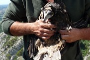 Baguage de Vautour percnoptère