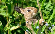 Lapin de garenne