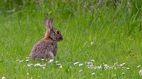 Lapin de garenne