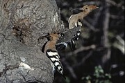 Huppes fasciées près de leur nid