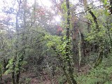Chênaie âgée du Petit Luberon