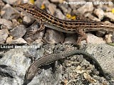 Psammodrome d’Edwards et Lézard des murailles