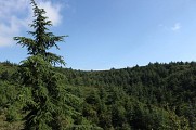 Cèdres du Petit Luberon