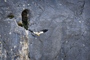 Vautour percnoptère