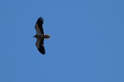 Vautour percnoptère