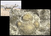 Empreinte à 3 doigts de rhinocéros primitif