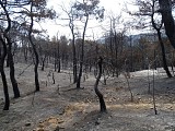 Zone incendiée