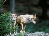 Loups gris