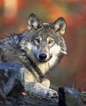 Loup gris