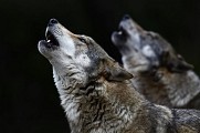 Loups gris
