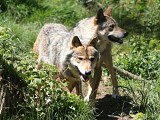 Loups gris