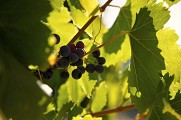 Vignes