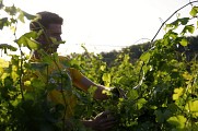 Vigneron