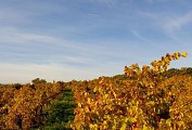 Vignes
