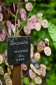 Le Jardin de Curé