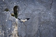 Vautour percnoptère
