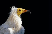 Vautour percnoptère