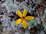 Les Jardins de Coursiana