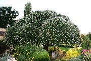 Les Jardins de Coursiana