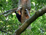 Pic épeiche au bois de l'embarcadère à Noth POI