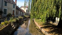 Les Mauves