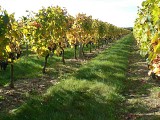 Le vignoble AOC Orléans Orléans-Cléry