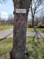 Fin déviation (Rue Eiffel)