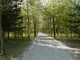 Foret Ifs