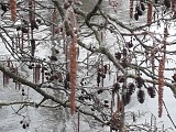 Lac des Sapins