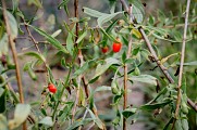 Baies de Goji - Val de Guéblange