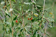 Baies de Goji - Val de Guéblange