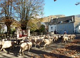 Un troupeau de moutons