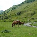 Chevaux sur le plateau