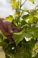 De CHALONNES-SUR-LOIRE à GENNES en 3 jours