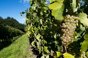 De CHALONNES-SUR-LOIRE à GENNES en 3 jours