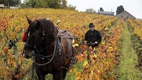 De CHALONNES-SUR-LOIRE à GENNES en 3 jours