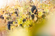 De SAUMUR à MONTREUIL-BELLAY en 1 jour