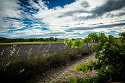 Sentier découverte vignes, vins et patrimoine