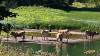 Lac de Vallon