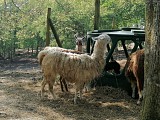 Les lamas du pain de sucre