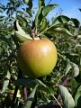 pomme