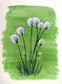 Linaigrette