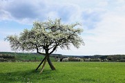 Balade sonore - Découverte de Tieffenbach